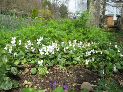 Viola 20160403_01.jpg