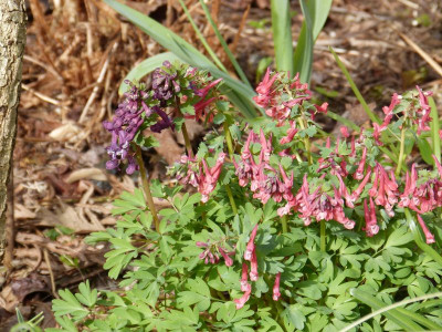 2016-04-03 Corydalis transylvanica.jpg