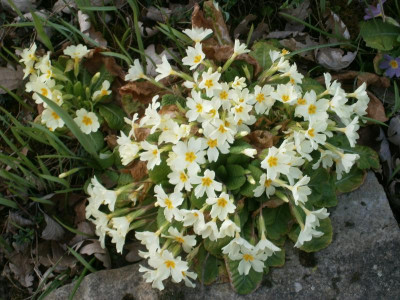 botanischer garten TÜ efeu mistel eibe 058.JPG