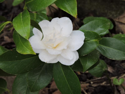 DSCN3286.JPG