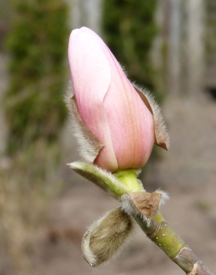 2016-04-04 Magnolia 'Westonbirt' 2.jpg