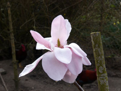 2016-04-04 Magnolia 'Westonbirt'.jpg