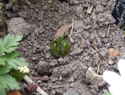 2016-04-04 Trillium grandiflorum 'Flore Pleno'.jpg