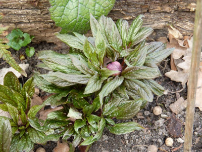 2016-04-04 Paeonia.jpg