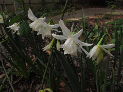 n.thalia.img.JPG