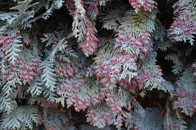 Thuja1.jpg