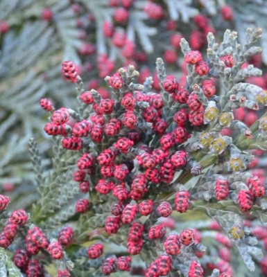 Thuja2.jpg
