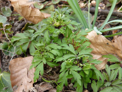 2016-04-04 Anemone nemorosa 'Virescens'.jpg