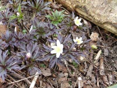 2016-04-04 Anemone nemorosa 'Deisterglut'.jpg