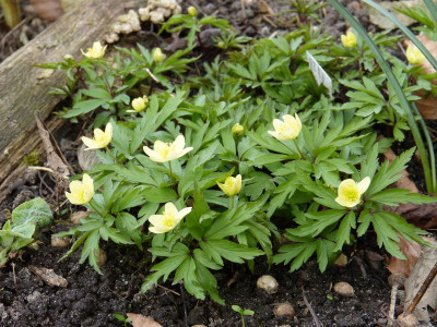 2016-04-04 Anemone x lipsiensis 'Schwefelfeuer'.jpg
