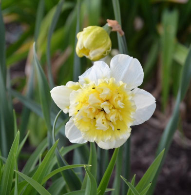 Narcissus-IceKing.16-1.jpg
