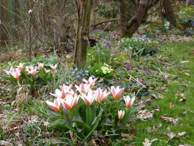 2016-04-04 Garteneinblick 1.jpg