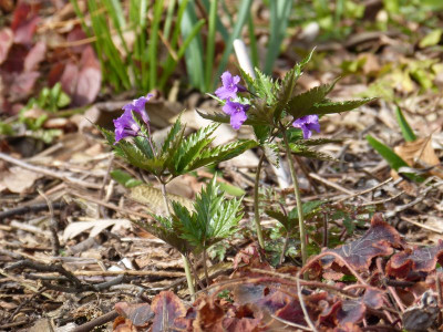 2016-04-03 Cardamine glanduligera.jpg