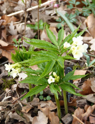 2016-04-04 Cardamine kitaibelii 2.jpg