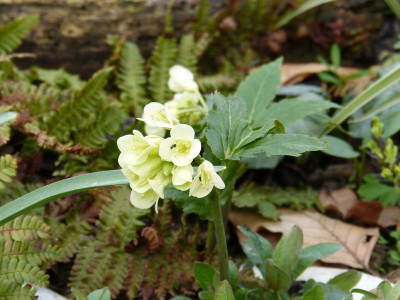 2016-04-04 Cardamine enneaphyllos.jpg