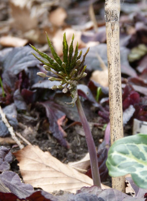 2016-04-04 Cardamine heptaphylla.jpg