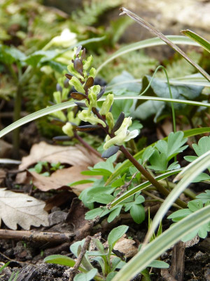2016-04-04 Corydalis cava 'Alba'.jpg
