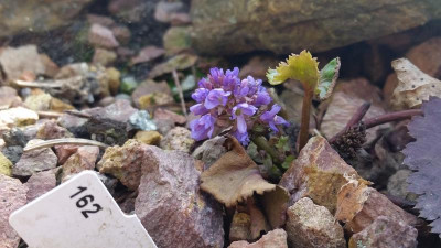 S. platycarpa.png