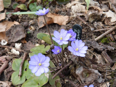 2016-04-04 Hepatica 'Multipetala'.jpg
