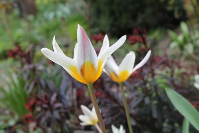 Tulipa kaufmanniana 'Ice Stick'.JPG