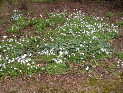 ipheion_uniflorum_3496.JPG