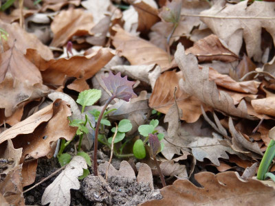 2016-04-04 Achlys triphylla.jpg