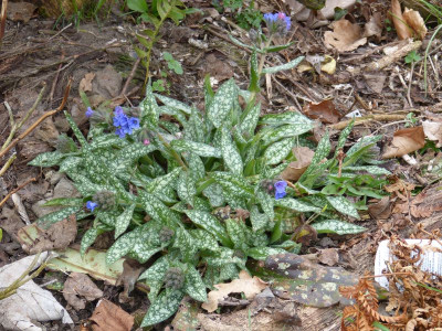 2016-04-04 Pulmonaria 'Trevi Fountain.jpg