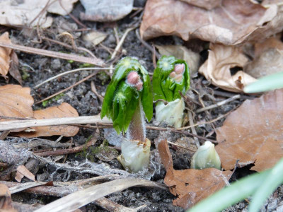 2016-04-03 Podophyllum 'Spotty Dotty'.jpg