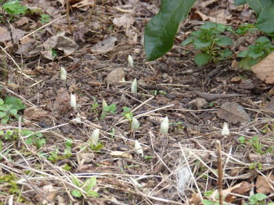 2016-04-04 Podophyllum peltatum.jpg