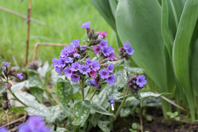 Pulmonaria Hybride 'Trevi Fountain' Sämling.JPG