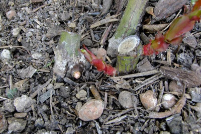 2016_04042016märz0077.JPG