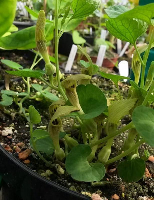 Aristolochia pallida.jpg