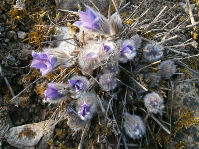 botanischer garten TÜ efeu mistel eibe 045.JPG
