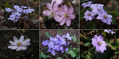 hepatica_collection.jpg