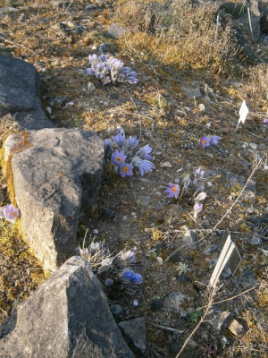 botanischer garten TÜ efeu mistel eibe 050.JPG