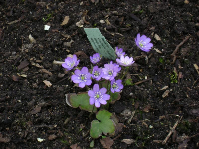 Leberblümchen_04_16.JPG