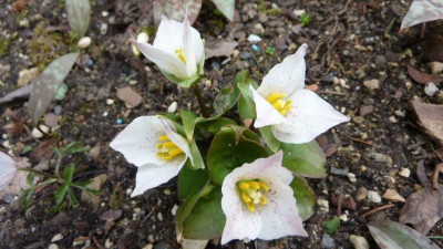 Trillium rivale 5.04.2016.jpg