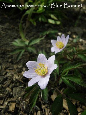 anemone nemorosa blue bonnet.JPG