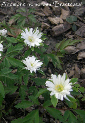 anemone nemorosa bracteata.JPG