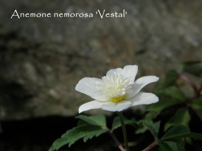 anemone nemorosa vestal.JPG