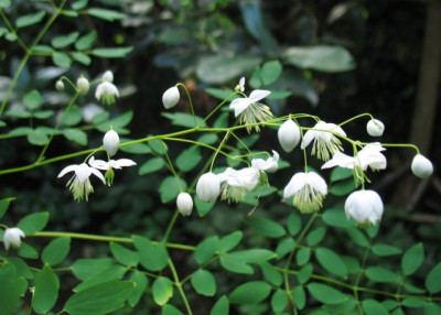 Thalictrum_w0831k.jpg