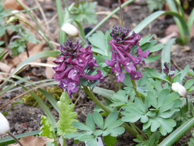 2016-04-05 Corydalis solida 'Purple Bird'.jpg