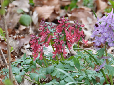 2016-04-05 Corydalis solida.jpg