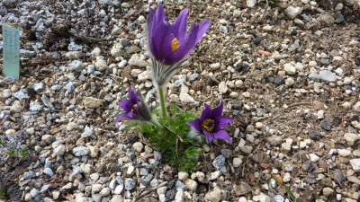 Pulsatilla montanum 5.04.2016.jpg