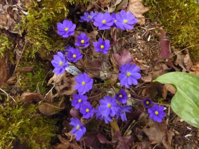 Hepatica Millstream Merlin 5.04.2016.jpg