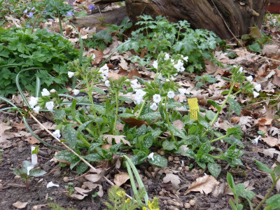 2016-04-05 Pulmonaria 'Sissinghurst White'.jpg