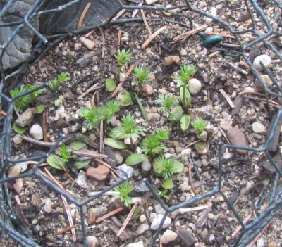 Adonis vernalis-Aussaat uwe.jpg