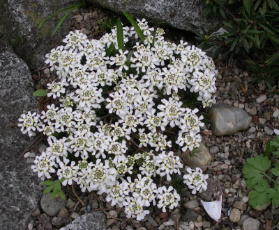 Iberis pruitii 05.04.16.JPG