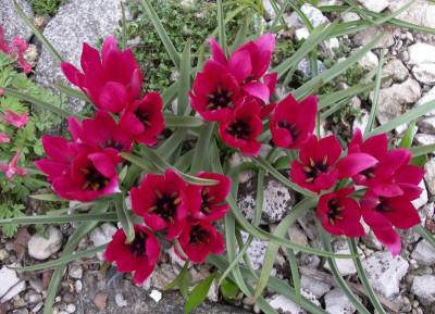 Tulipa kurdica 05.04.16.JPG