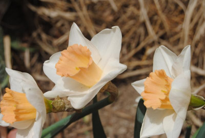 april 026.jpg